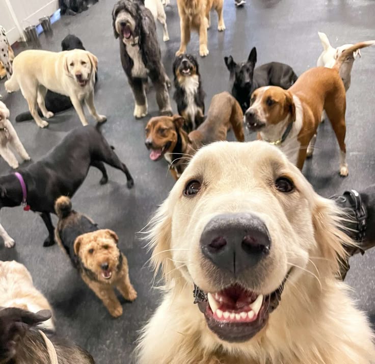 Dogs enjoying daycare social time together