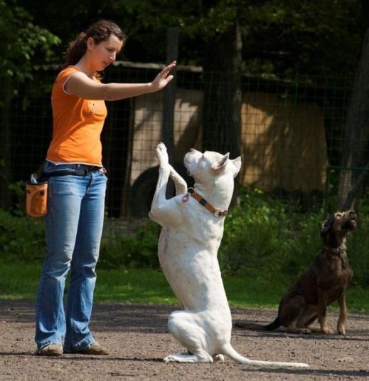 Dog training in outdoor real world environment