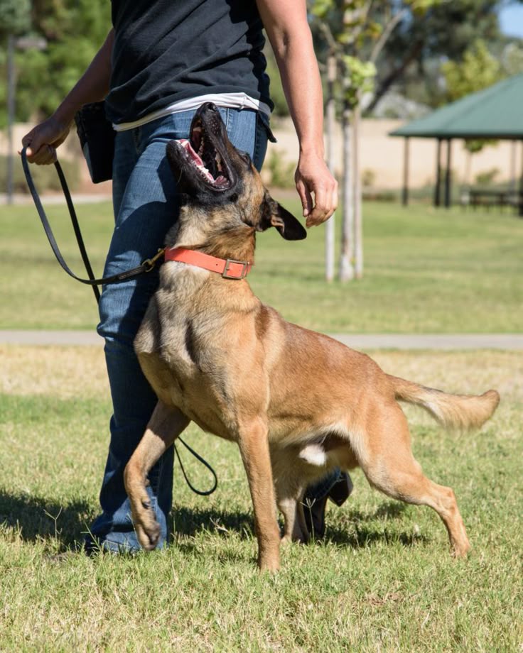 Dog trainer using hand signals for obedience