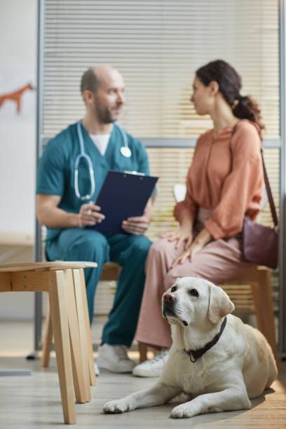Veterinarian providing home visit consultation