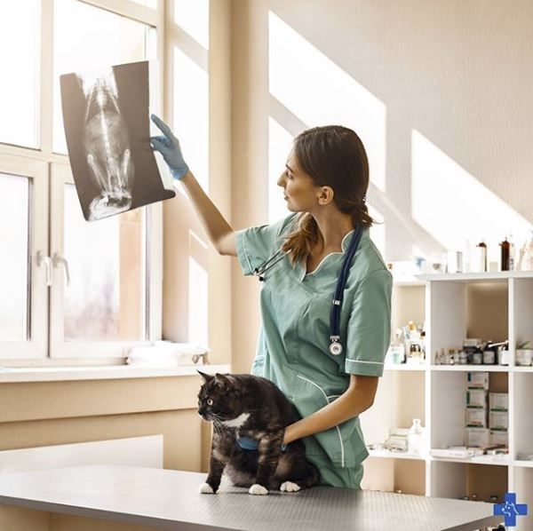 Veterinarian gently examining a puppy